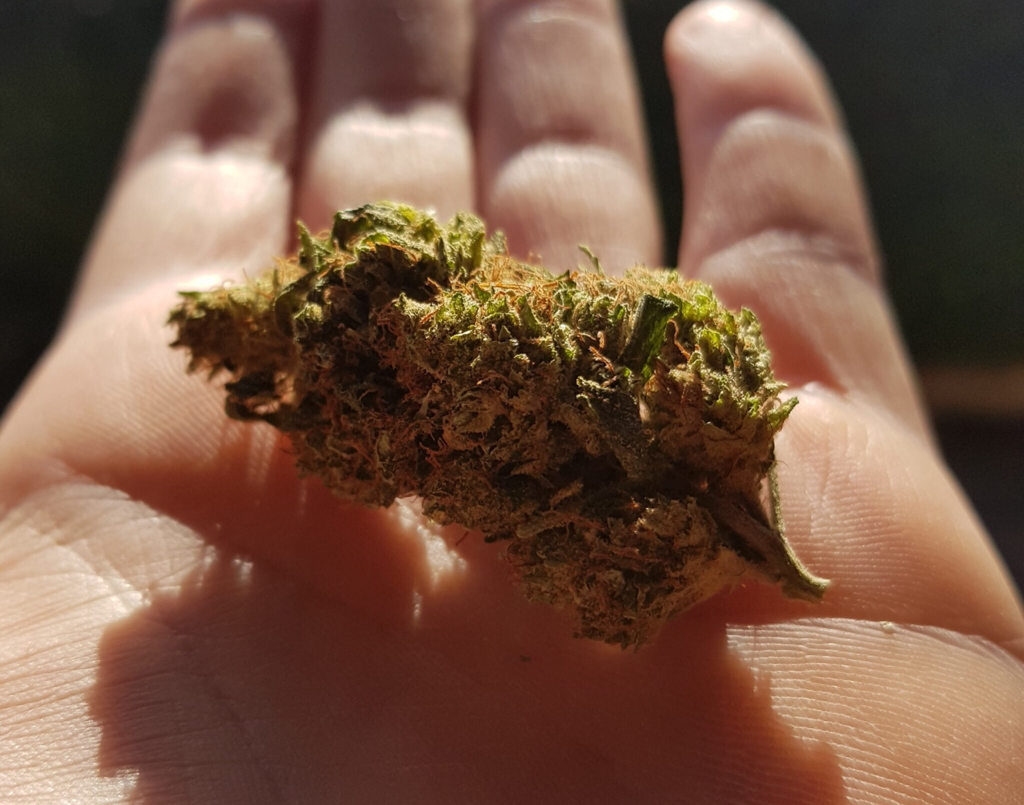 I terpeni della cannabis
