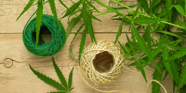 Cannabis per la produzione industriale
