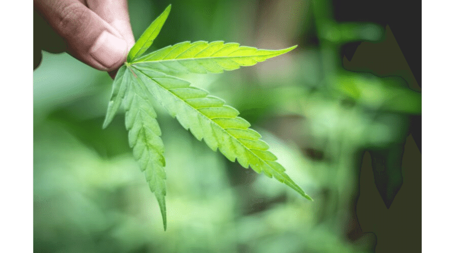 Differenze tra coltivazioni di cannabis indoor e outdoor