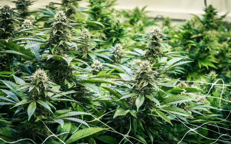 Come coltivare la marijuana in casa