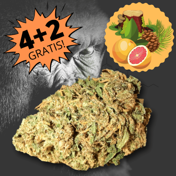 Gorilla Glue cannabis legale Seven Hemp
