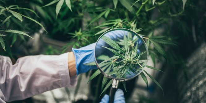 Come distinguere cannabis legale di qualità da un prodotto scadente