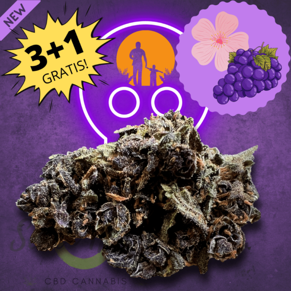 Marijuana HHC Daddy Purple