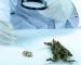 I criteri di quantificazione del THC nella cannabis